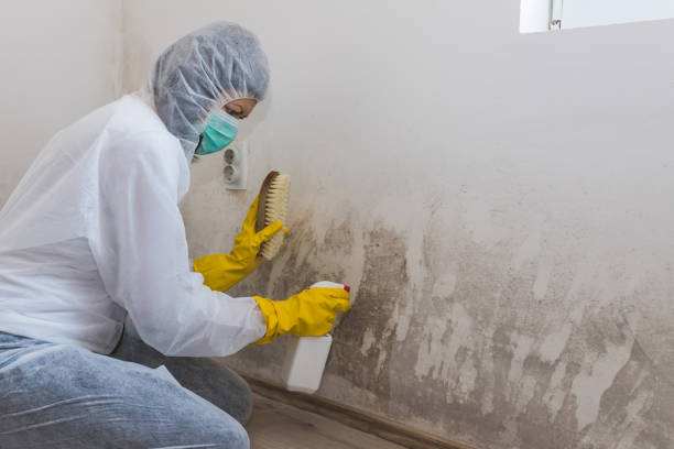 Best Attic Mold Removal  in Glen Ridge, NJ